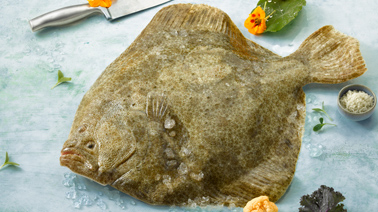 img_suggestions_turbot