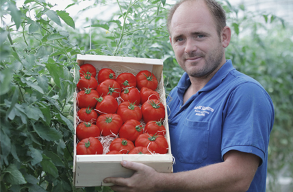 Photo producteur tomates LocaBelle présentant cagette plants