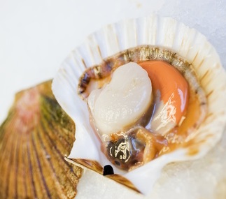 TerreAzur distribue la Saint-Jacques, mollusque bivalve fraîche 