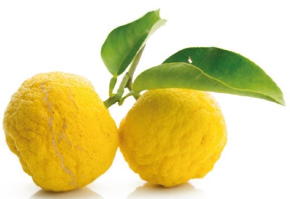 citrons_et_agrumes_exotiques_yuzu_fruits_frais