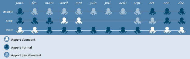 img_calendrier_saisonnalite_cephalopodes