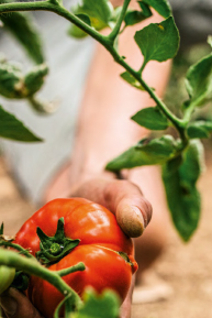 TerreAzur fournit et distribue des légumes bio, comme les tomates