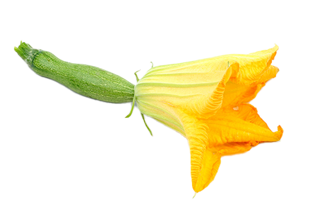 fleur-de-courgette
