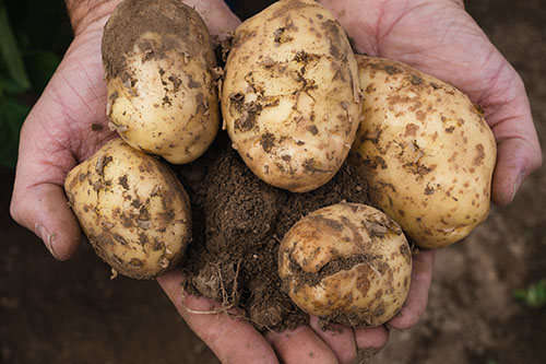 Des producteurs qui travaillent les meilleures variétés de pommes de terre