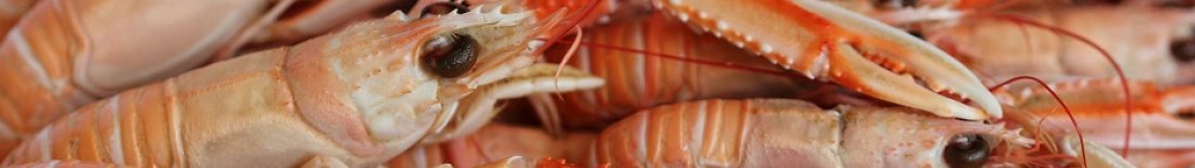 img_head_langoustines_grossiste_alimentaire_professionnel
