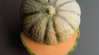 img_suggestions_melons