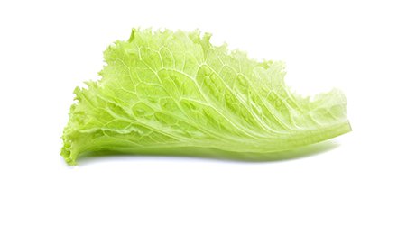 Salade batavia feuille 500 g Savalia | Grossiste alimentaire | TerreAzur
