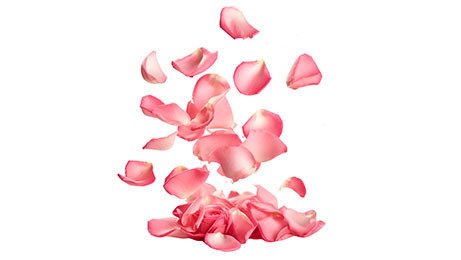 Fleur de pétale rose 20 pièces origine France Fruits et Légumes de ma Région | Grossiste alimentaire | TerreAzur