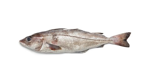 Haddock sous vide barquette de 1 kg | Grossiste alimentaire | TerreAzur