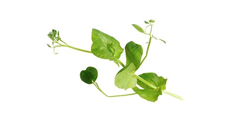 Salad pea Cress barquette de 100 g origine Pays-Bas | Grossiste alimentaire | TerreAzur