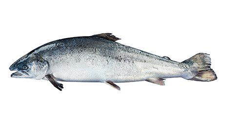 Saumon d'élevage calibre 2/3 origine Norvège Bömlo | Grossiste alimentaire | TerreAzur