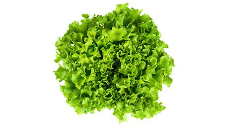 Salade Batavia blonde catégorie 1 Origine France BIO | Grossiste alimentaire | TerreAzur