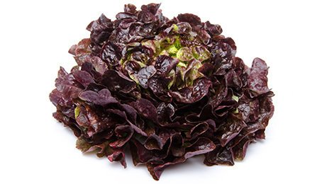 Salade Feuille de chêne rouge catégorie 1 Origine France HVE Guenot | Grossiste alimentaire | TerreAzur