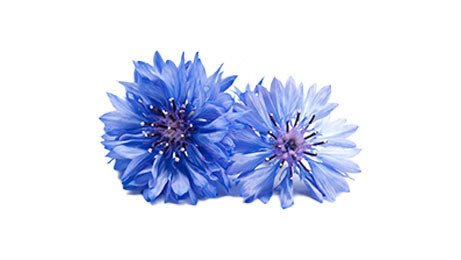 Fleur de bleuet ~25 pièces origine France Fruits et Légumes de ma Région | Grossiste alimentaire | TerreAzur